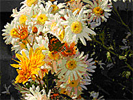 Spring Flowers