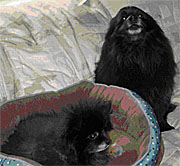 Lakota singing Happy Birthday to Luna Tune